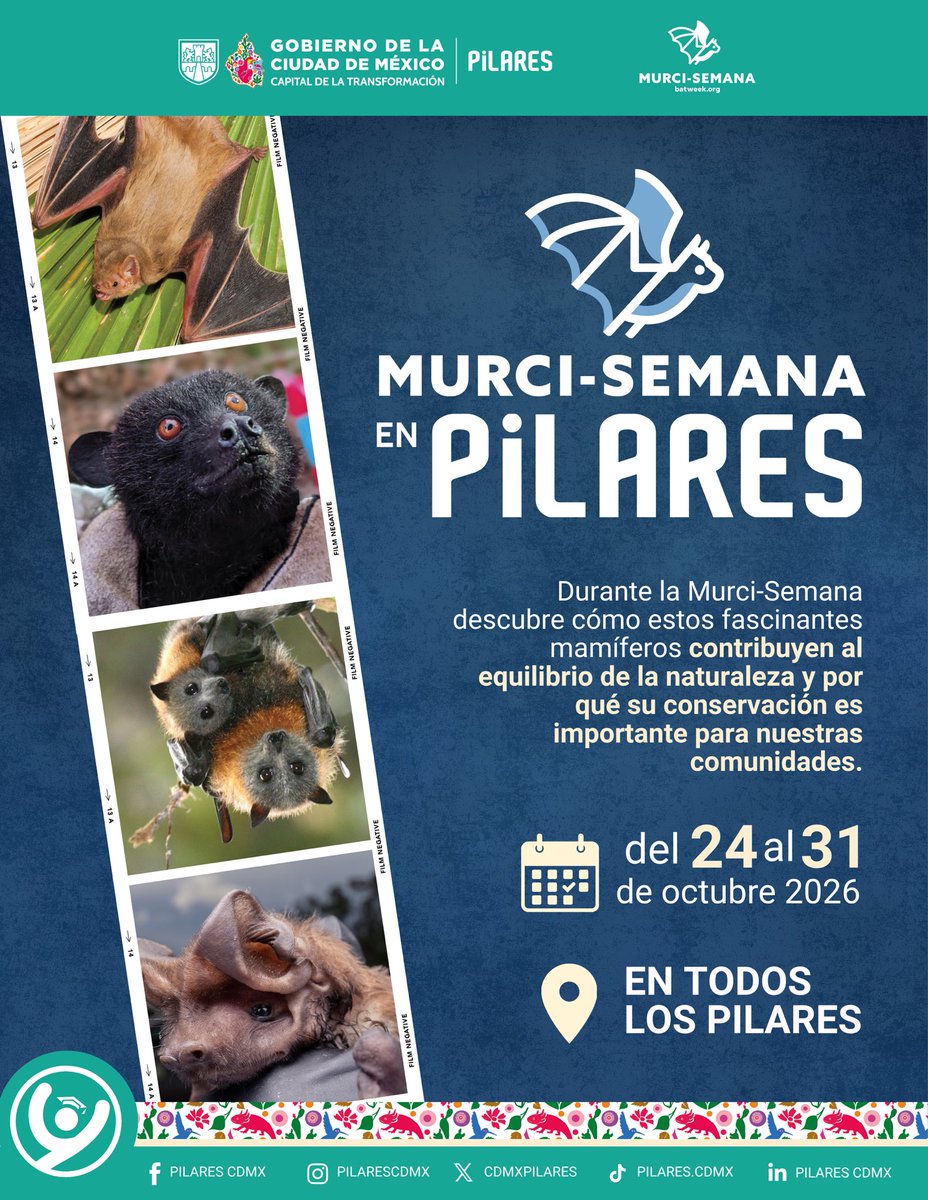CdmxPilares's tweet photo. 🌙🦇 El señor de la noche llegó a #PILARES … 🤭✨

¡Es hora de cambiar la forma en que vemos a los murciélagos!

Durante la Murci-Semana PILARES descubriremos por qué estos increíbles mamíferos son aliados indispensables para la naturaleza y para nuestras comunidades. 🌱✨

Polinizan plantas, dispersan semillas y ayudan a mantener el equilibrio de los ecosistemas, mucho más que criaturas de la noche, son parte fundamental de la vida que nos rodea.

📅 Del 24 al 31 de octubre
📍 En todos los #PILARES, consulta los horarios disponibles

💬 ¿Sabías que algunos murciélagos ayudan a que existan las frutas que consumimos todos los días? 
Cuéntanos ¿Qué es lo primero que piensas cuando escuchas la palabra “murciélago”?👇🦇📝