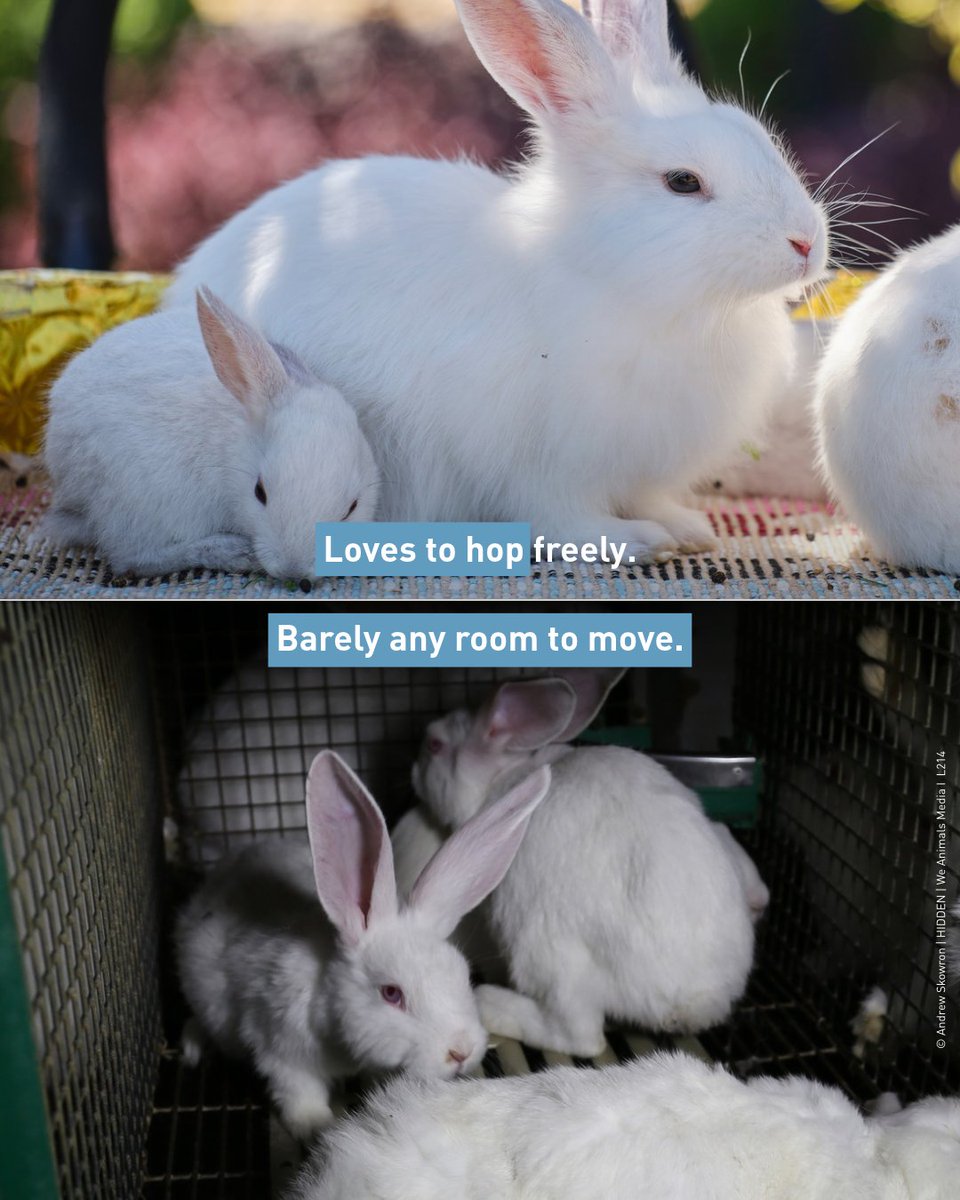 fourpawsAU tweet picture