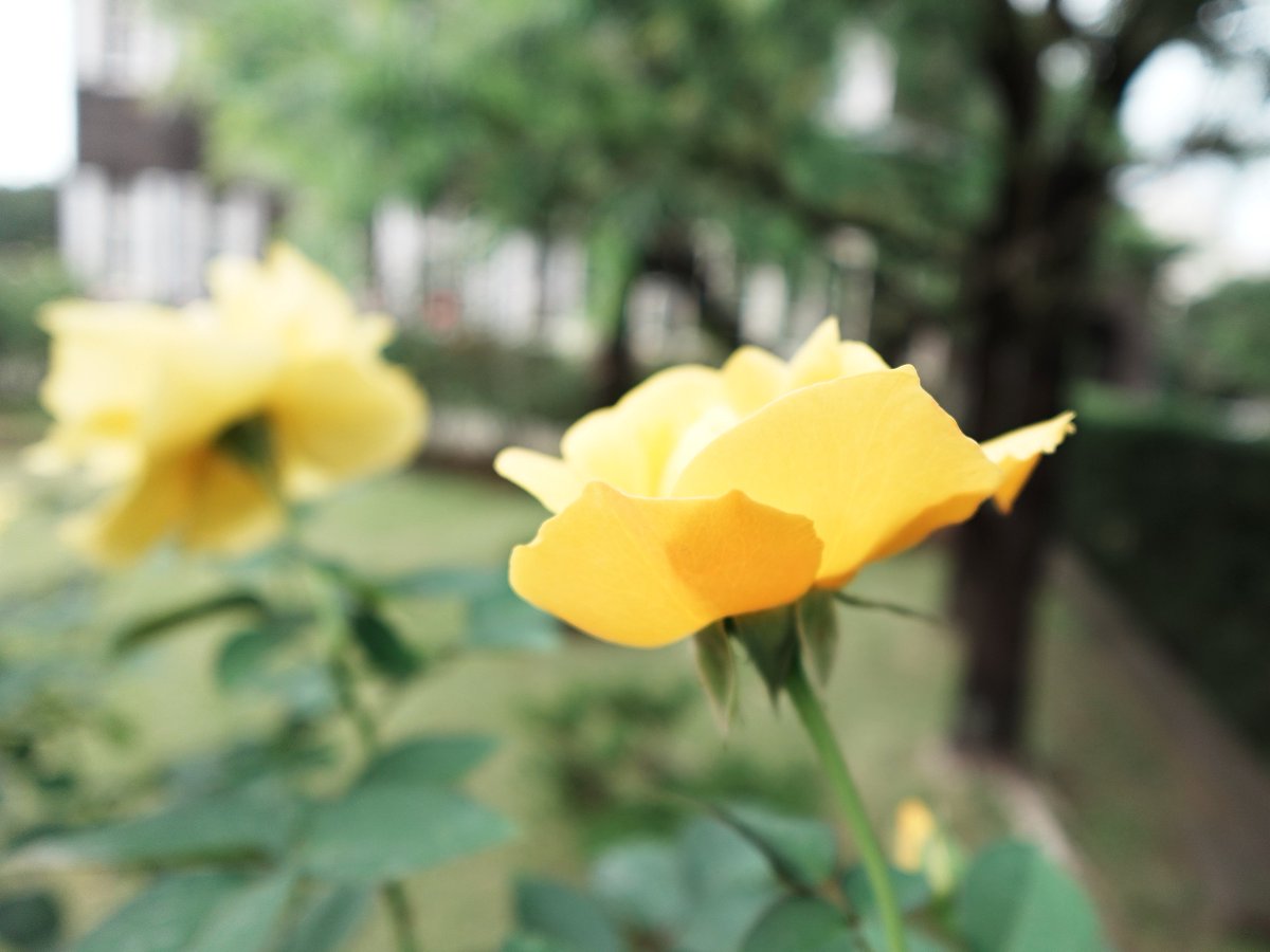 kyufurukawa's tweet photo. 今日(10/20)は約100種中85種の #バラ が開花しています🌹まだふっくらした蕾もたくさんあるので、これから #バラ園 の花数はこれから増えてきます。#旧古河庭園  #kyufurukawa #rose #flower https://t.co/FM1BRKvfjL