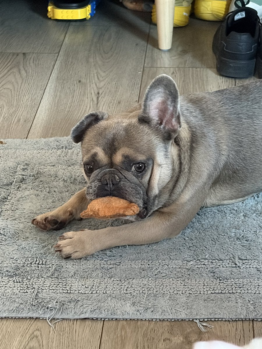 Larrayhay's tweet photo. Our sweet chunky boy, Potchari, had to have an operation earlier this year due to an aural hematoma. If you, or if anyone you know, would want to help our family pay off his medical costs, please consider donating or sharing this to your page! 🥰💕🐶
https://t.co/Ws3gSsPW0l https://t.co/oKr9CjJUhY