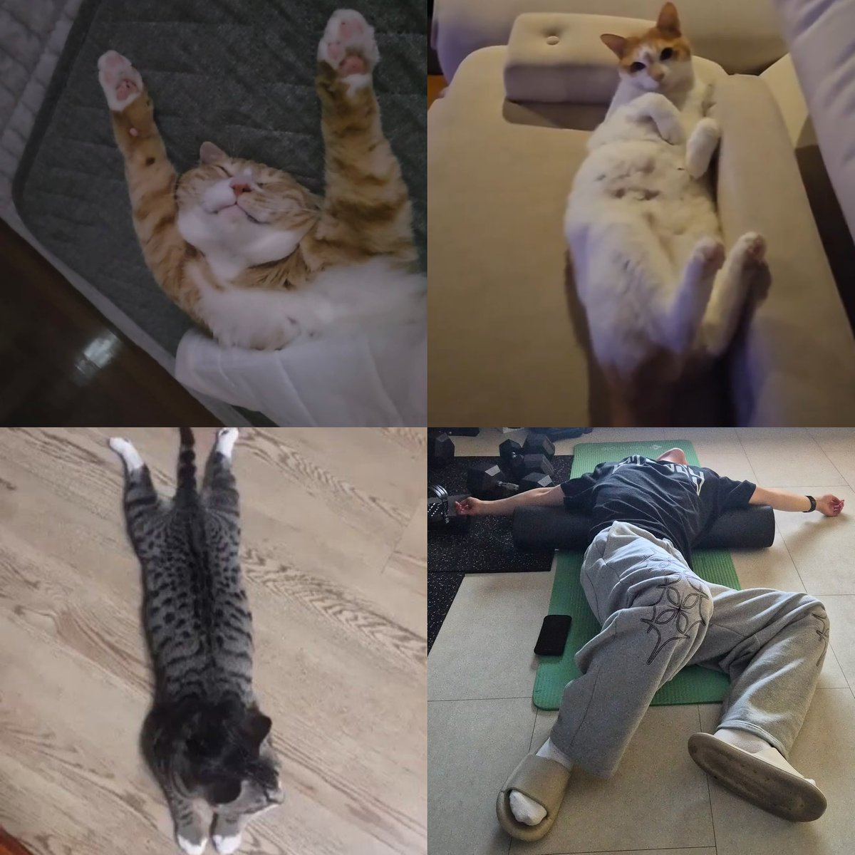 soondoongdorimh's tweet photo. my favorite cats~ https://t.co/FzwiwxMSJU