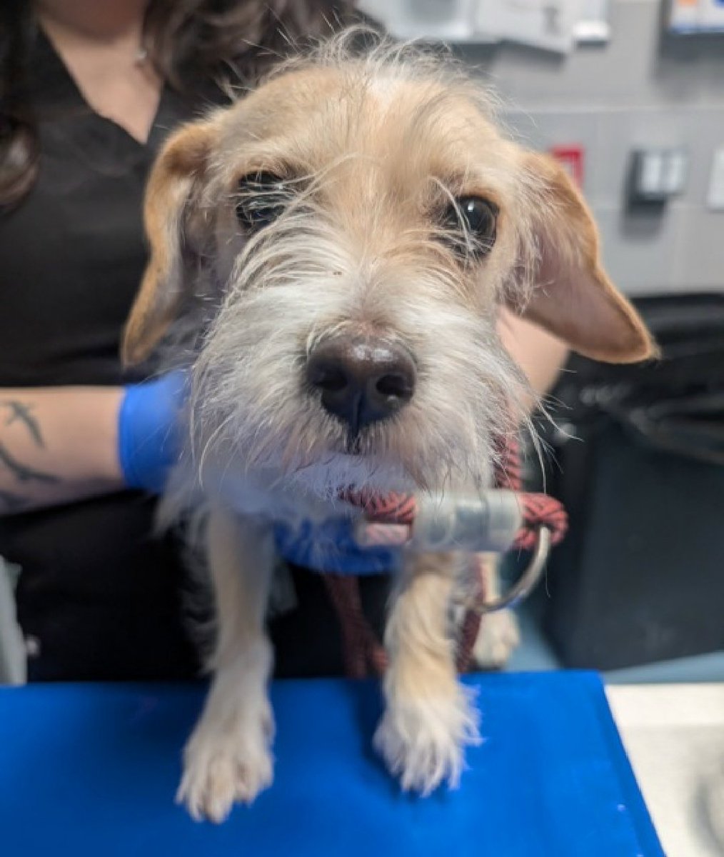 nyc_lilpaws2025's tweet photo. This is Daisy 253022
#NYCACC #RescueOnly 
She is an 11.8 lb, 4 yr old
Social, affectionate &amp; playful in prev home
Liked to sleep w/owner
Bit child that grabbed him in home
All adult home 
Help save Daisy!
https://t.co/JLymePwMPP
#Pledge4Rescue #foster #adopt https://t.co/qKOdC5nyP9