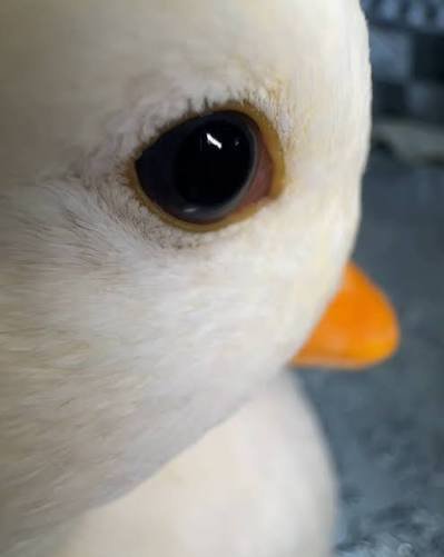 EDuckeh's tweet photo. Did I mention i really like this image and I'm retarded? https://t.co/w1F7ZucLO6