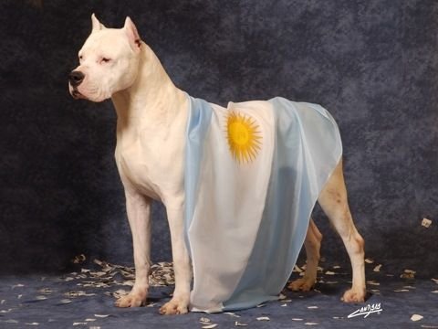 ARGunlocked's tweet photo. Argentina es el 9no. país del mundo con mayor cantidad de perros (animal prohibido por el islam) por habitante.
Hay que lograr llegar al primer puesto.
No solo eso, sino ser considerados la capital internacional del perro. https://t.co/xRP5UaRoTa