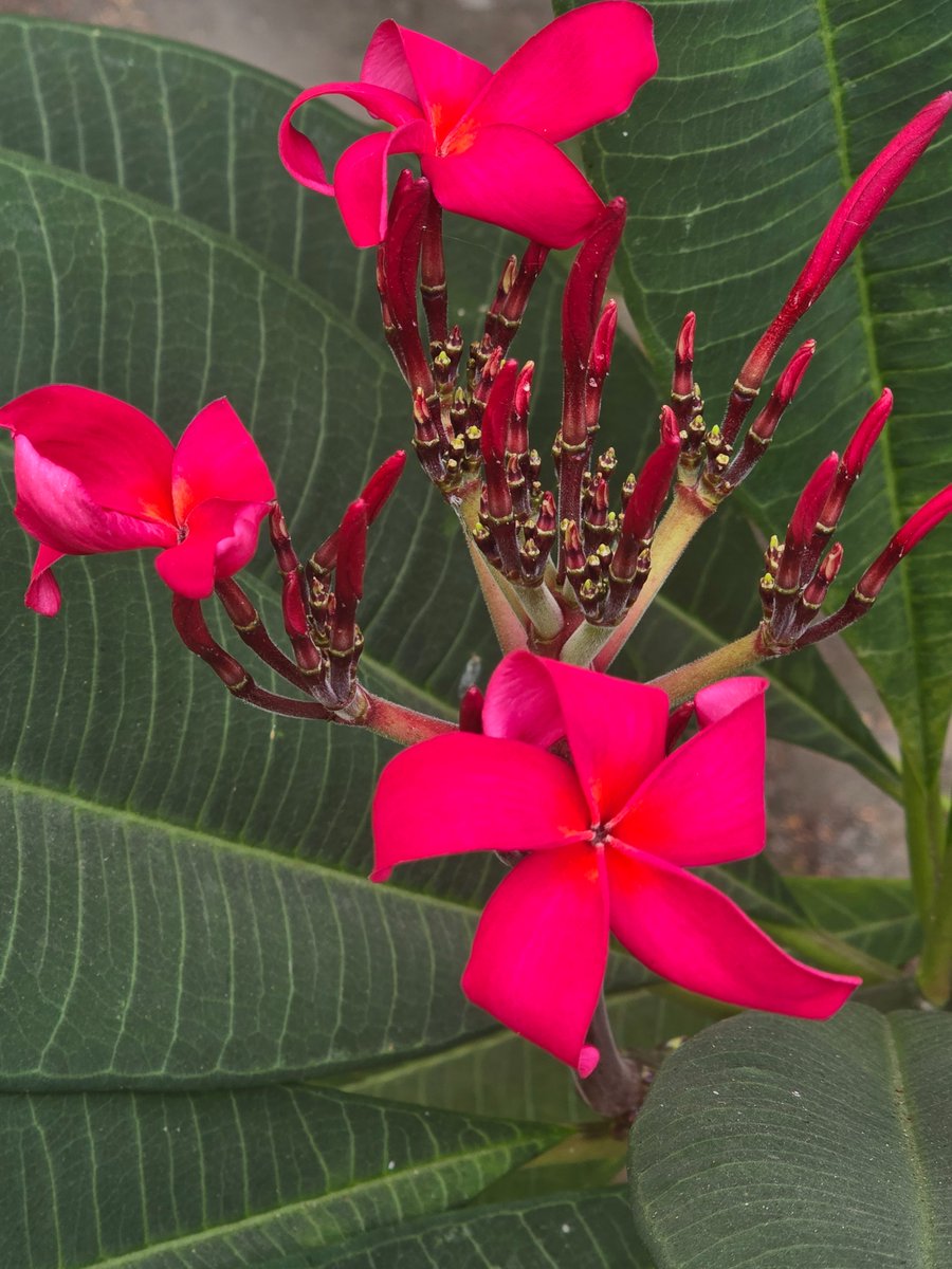 jaijagannath081's tweet photo. Beautiful looking red champa blooming in here https://t.co/mmWLLcZm5y