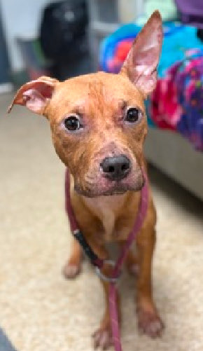 magalys_rios's tweet photo. PLEASE HELP HER WALK OUT ALIVE 🆘 🎯KILL FOR FEAR 💔EMACIATED STRAY
#Foster #ADOPT #Pledge 
#PIXIE #268170
   1 yr old 30.6 lbs girl 
Manhattan ACC over 6️⃣days
Bio⬇️

https://t.co/Ll535qWkpr
#RESCUEonly ➡️🆕HopePartner 
DM @notthesame2 to 🛟 https://t.co/0mWp5K1JVS