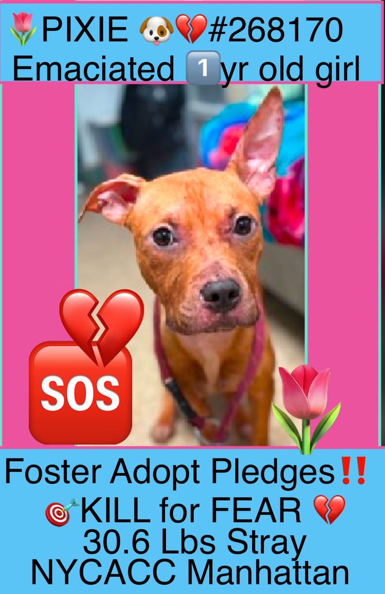 magalys_rios's tweet photo. PLEASE HELP HER WALK OUT ALIVE 🆘 🎯KILL FOR FEAR 💔EMACIATED STRAY
#Foster #ADOPT #Pledge 
#PIXIE #268170
   1 yr old 30.6 lbs girl 
Manhattan ACC over 6️⃣days
Bio⬇️

https://t.co/Ll535qWkpr
#RESCUEonly ➡️🆕HopePartner 
DM @notthesame2 to 🛟 https://t.co/0mWp5K1JVS
