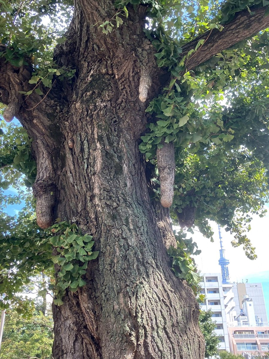 JavierViviescas's tweet photo. 仕事終わりに吉牛大盛りたべちゃってくるぢぃ。後悔してる←
頭のてっぺんまで腹パンな気する←
明日は野菜を食べるよーにします🥺
かえって秀次様みるぞぉぉおおお https://t.co/bZY5ClC8G6