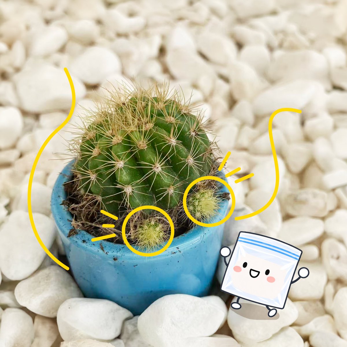 HAOYIDE_jp's tweet photo. あれっ、いつの間に…！🌵👀

会社のサボテンに、小さな子がふたつ！
ちょこんと並んでいて、かわいい〜( ˶'ᵕ'˶ )💕

#企業公式つぶやき部 #サボテン #HAOYIDE #ピタくん https://t.co/Zywq73GqQ0