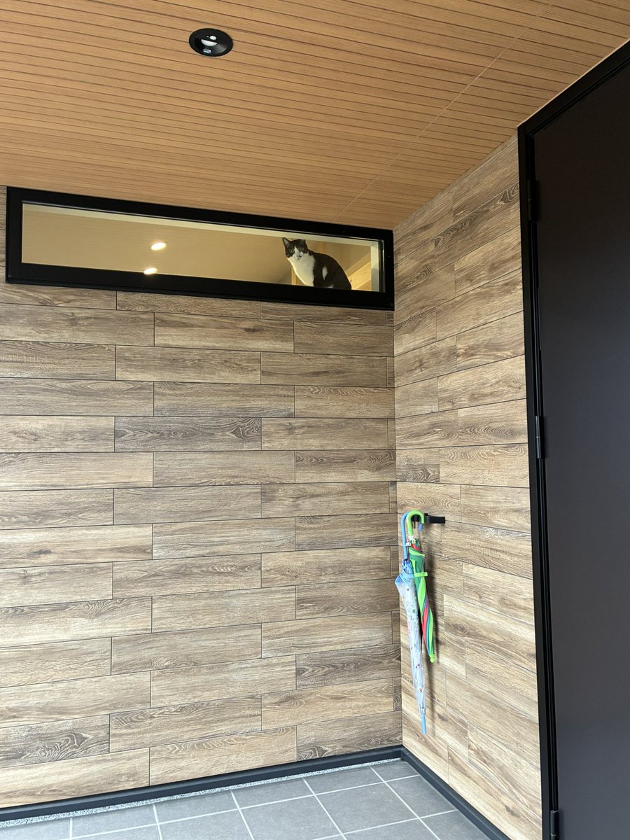 aokibatan's tweet photo. 新居に猫が外見る用の高窓を付けたんですが、家を出る時毎回見送りに来てくれて最高です😃 https://t.co/5GjlRleUn5
