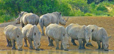 Houdini1000's tweet photo. @GuntherEagleman Herd of RINOs in Congress. https://t.co/LDQkbRHIpt