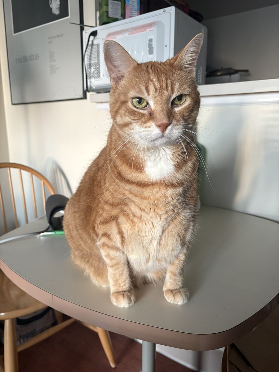 WeatherTalk's tweet photo. #SNELovesPets 
My boy Leo! https://t.co/HjDvY8gxbX