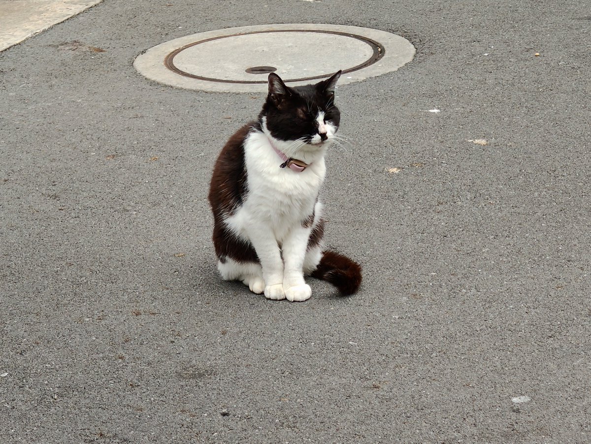 meisaisan's tweet photo. ねこ居ました~♪ 🐈️ (*´ω｀*)😸 https://t.co/J5Qchq18tw