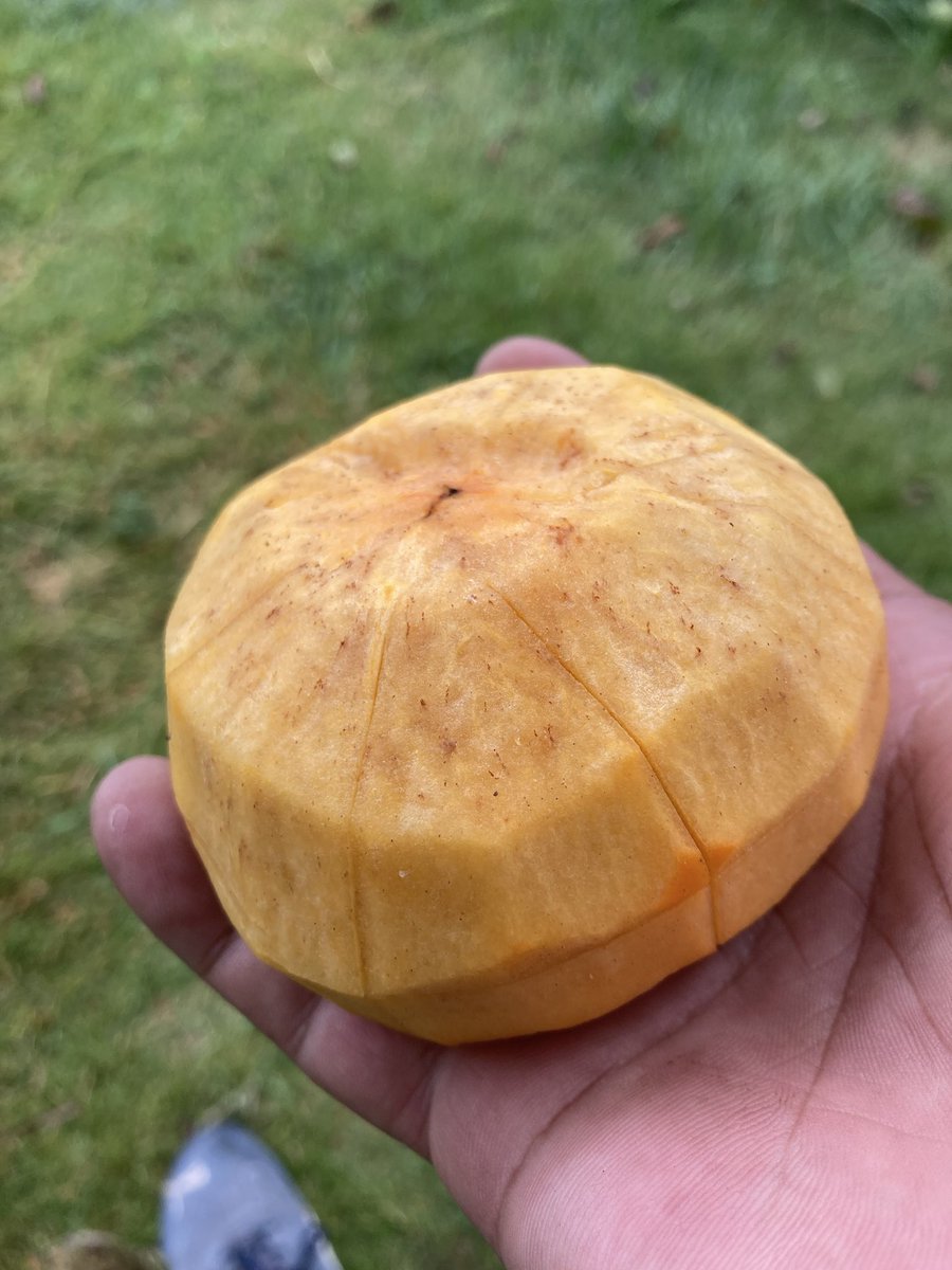 __itchy___'s tweet photo. 今日も柿を1個だけ食べてみる🫡

今日もシャリシャリ☺️

そして今日の収穫　秋ナス🍆
夜はナス味噌炒めかなぁ🤔 https://t.co/3KVPK2kBvz