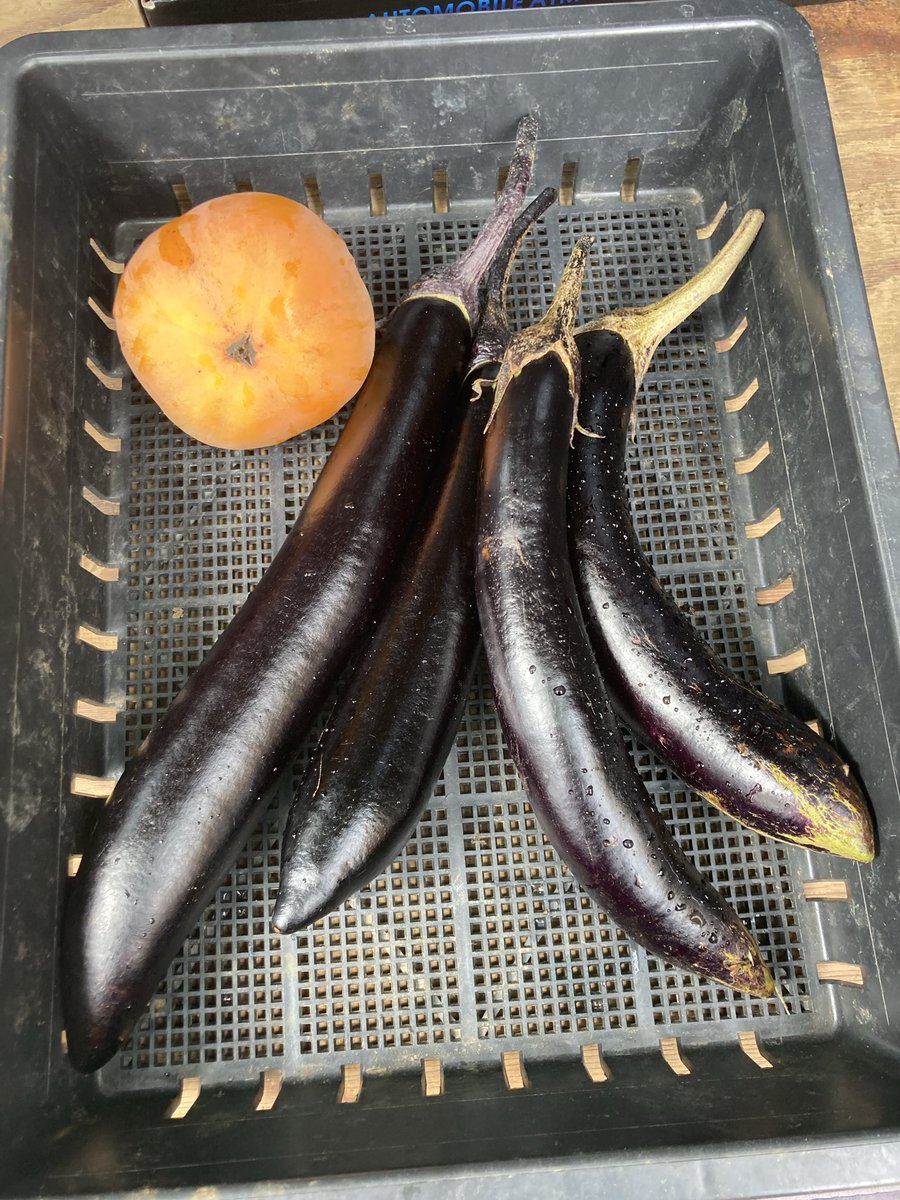 __itchy___'s tweet photo. 今日も柿を1個だけ食べてみる🫡

今日もシャリシャリ☺️

そして今日の収穫　秋ナス🍆
夜はナス味噌炒めかなぁ🤔 https://t.co/3KVPK2kBvz
