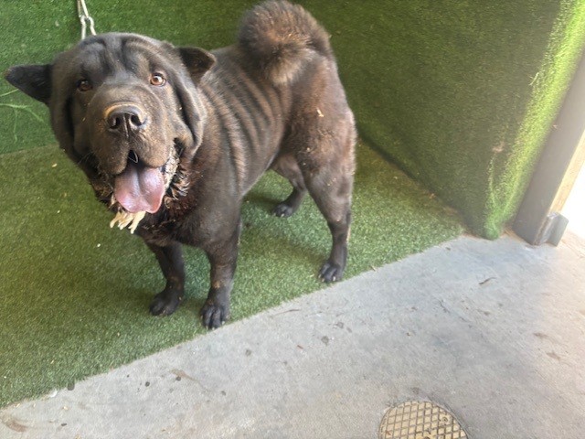 AnimaLancaster's tweet photo. #A5806543
Male, black Chinese Sharpei
1 year old.
https://t.co/J37kkkqBA2 https://t.co/BzGe54f9da