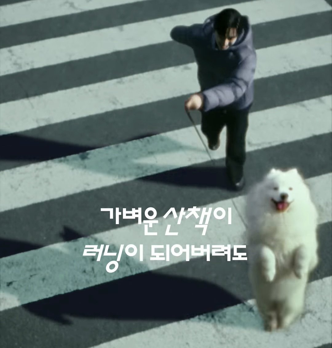 ___125x's tweet photo. 대체 누가 누굴 산책시키는거 백구가 사모예드한테 끌러가는중이긔 https://t.co/hhFKq1C11i