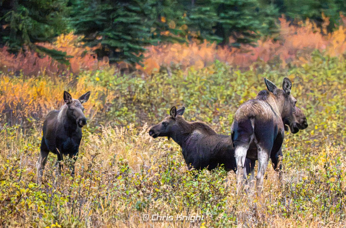 ChrisKnight's tweet photo. Momma Moose tending to her young as seen in Healy Alaska near Denali National Park. https://t.co/FR1qfy3Eoe