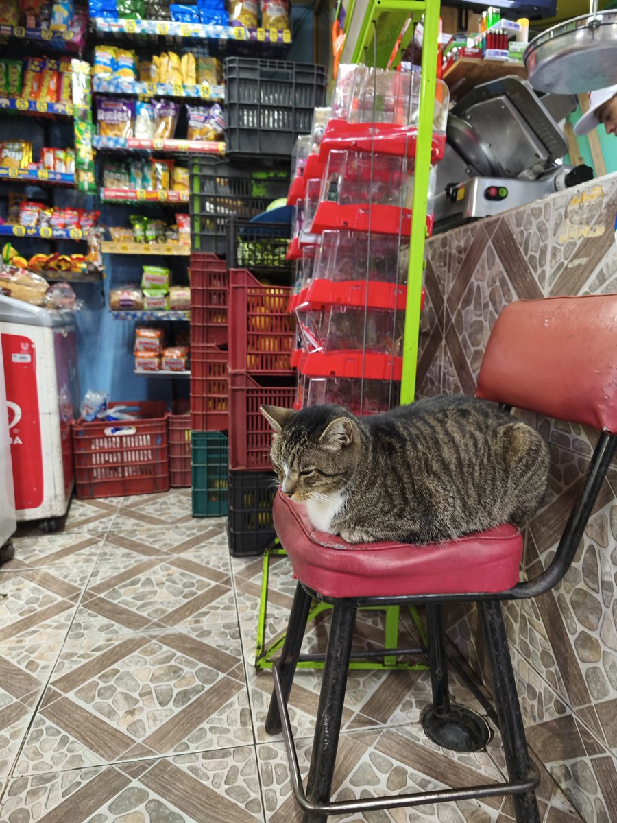beowulf__agate's tweet photo. #BFBC 

Big fat bodega cat https://t.co/aptWOjflYi