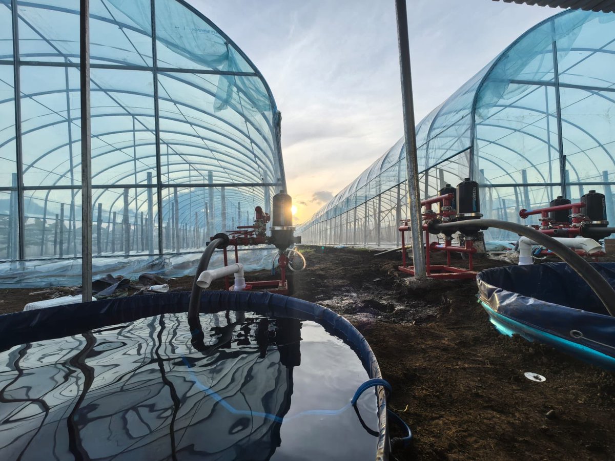 oscardomsv's tweet photo. Al cierre de 2024, superamos las 800 manzanas destinadas a la producción de hortalizas. Ese fue el punto de partida de una nueva etapa en el fortalecimiento de la producción nacional. Les dejo este 🧵 👇🏻

El Programa de Aumento a la Producción (PAP) nació del trabajo conjunto con los productores y de la selección técnica de tierras aptas para cultivos de alto rendimiento, con el objetivo de incrementar la cosecha de los alimentos de mayor consumo en el país y reducir los riesgos de desabastecimiento ante condiciones climáticas adversas o dificultades en las fronteras.

Hoy contamos con 7,722 manzanas dedicadas a la producción de hortalizas de mayor consumo entre las familias salvadoreñas, a las que se suman más de 5,000 manzanas destinadas a otros cultivos frutales. En granos básicos, alcanzamos las 201,000 manzanas: 152,000 de maíz y 49,000 de frijol, considerando que esta área se distribuye entre dos y tres ciclos de producción al año, según las características de cada cultivo y las condiciones agronómicas.

Este crecimiento es resultado de un esfuerzo técnico desarrollado junto con agricultores nacionales, con el acompañamiento de organismos internacionales como el @IICANoticias, @FAOElSalvador, @WFP_SV y mediante el aprovechamiento de tierras previamente seleccionadas, pertenecientes a productores privados, gremiales, distritos de riego, cooperativas y asociaciones.

La clave ha sido integrar componentes fundamentales, como la tecnificación, la mecanización y el uso de semillas híbridas de alto rendimiento, adaptadas a las necesidades de cada cultivo, ya sean hortalizas o granos básicos.