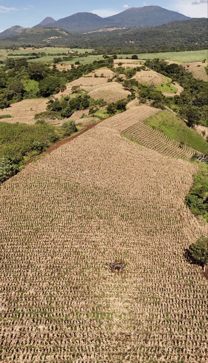 oscardomsv's tweet photo. Al cierre de 2024, superamos las 800 manzanas destinadas a la producción de hortalizas. Ese fue el punto de partida de una nueva etapa en el fortalecimiento de la producción nacional. Les dejo este 🧵 👇🏻

El Programa de Aumento a la Producción (PAP) nació del trabajo conjunto con los productores y de la selección técnica de tierras aptas para cultivos de alto rendimiento, con el objetivo de incrementar la cosecha de los alimentos de mayor consumo en el país y reducir los riesgos de desabastecimiento ante condiciones climáticas adversas o dificultades en las fronteras.

Hoy contamos con 7,722 manzanas dedicadas a la producción de hortalizas de mayor consumo entre las familias salvadoreñas, a las que se suman más de 5,000 manzanas destinadas a otros cultivos frutales. En granos básicos, alcanzamos las 201,000 manzanas: 152,000 de maíz y 49,000 de frijol, considerando que esta área se distribuye entre dos y tres ciclos de producción al año, según las características de cada cultivo y las condiciones agronómicas.

Este crecimiento es resultado de un esfuerzo técnico desarrollado junto con agricultores nacionales, con el acompañamiento de organismos internacionales como el @IICANoticias, @FAOElSalvador, @WFP_SV y mediante el aprovechamiento de tierras previamente seleccionadas, pertenecientes a productores privados, gremiales, distritos de riego, cooperativas y asociaciones.

La clave ha sido integrar componentes fundamentales, como la tecnificación, la mecanización y el uso de semillas híbridas de alto rendimiento, adaptadas a las necesidades de cada cultivo, ya sean hortalizas o granos básicos.
