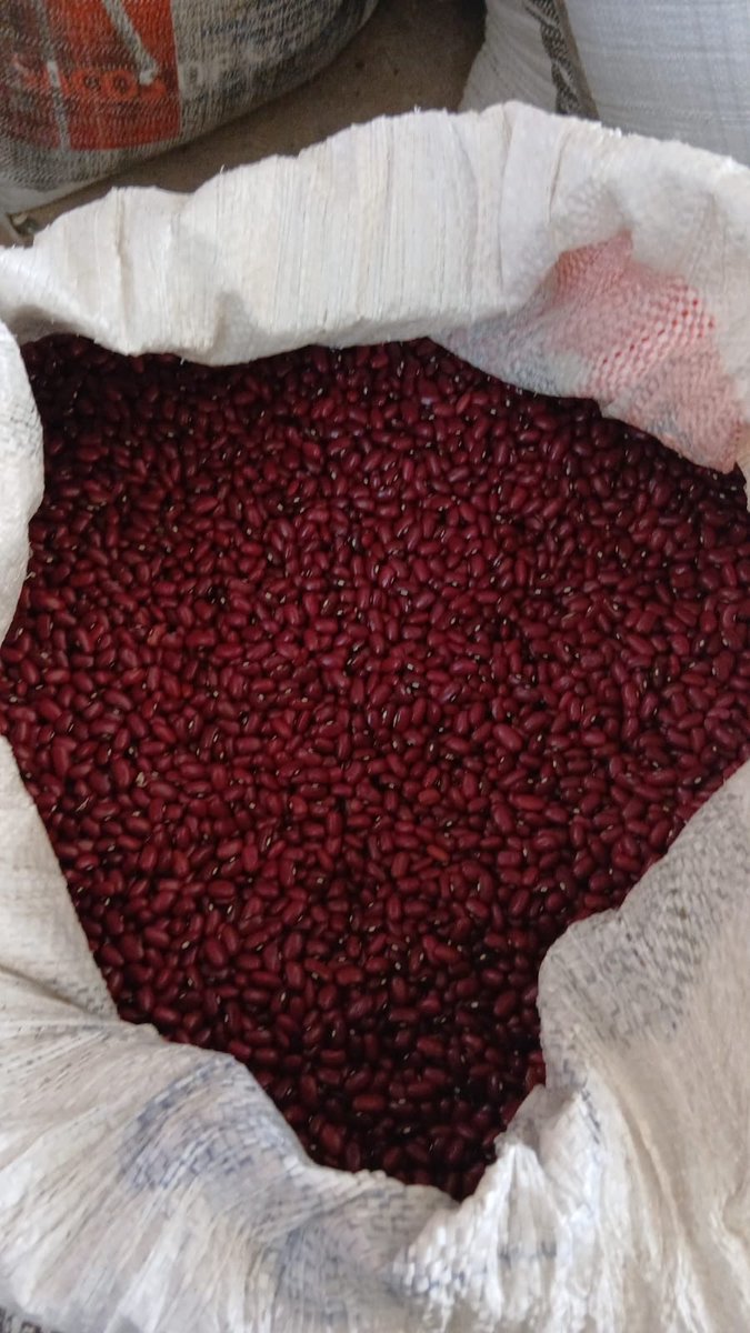 oscardomsv's tweet photo. En granos básicos, el uso de semillas híbridas de alto rendimiento, junto con la mecanización y el manejo agronómico, ha permitido obtener un promedio de 85 quintales de maíz por manzana, con rendimientos de hasta 150 quintales en algunas parcelas. En frijol, alcanzamos un promedio de 30 quintales por manzana, con máximos de hasta 52 quintales.