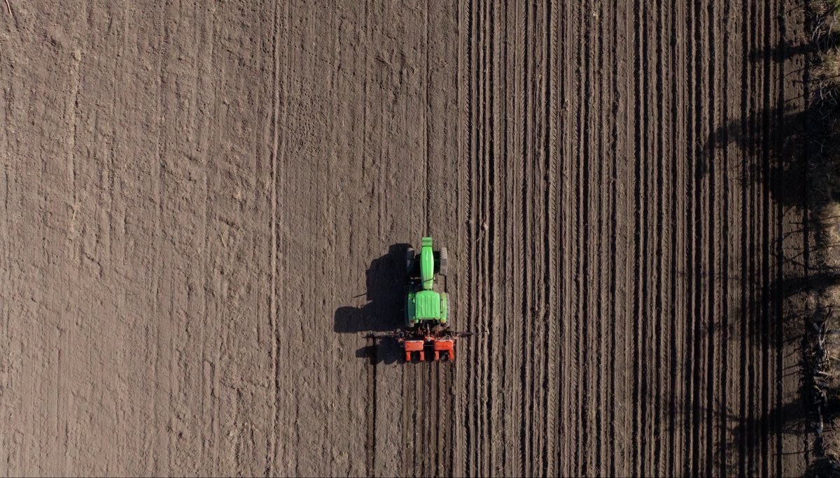 oscardomsv's tweet photo. En granos básicos, el uso de semillas híbridas de alto rendimiento, junto con la mecanización y el manejo agronómico, ha permitido obtener un promedio de 85 quintales de maíz por manzana, con rendimientos de hasta 150 quintales en algunas parcelas. En frijol, alcanzamos un promedio de 30 quintales por manzana, con máximos de hasta 52 quintales.