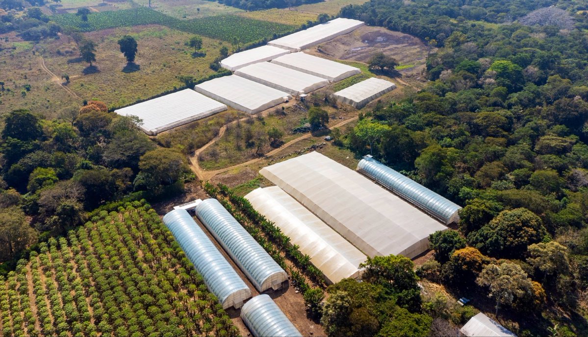 oscardomsv's tweet photo. En hortalizas, tenemos establecidas más de 2,000 estructuras con ambiente protegido para la producción, entre invernaderos y casas malla. Muchas disponen de sistemas de riego automatizado y otras cuentan con sistemas de riego mecanizado por goteo. La producción se concentra principalmente en tomate, pepino y chile, además de otros cultivos a cielo abierto, para los que se emplean semillas híbridas de alto rendimiento, resistentes o tolerantes a determinadas condiciones de temperatura, plagas y enfermedades. La incorporación de estas tecnologías ha permitido alcanzar rendimientos de hasta seis veces más por manzana en determinados cultivos.