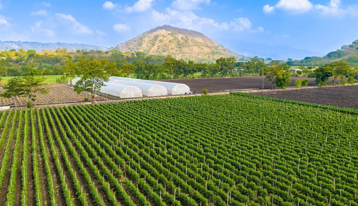 oscardomsv's tweet photo. En hortalizas, tenemos establecidas más de 2,000 estructuras con ambiente protegido para la producción, entre invernaderos y casas malla. Muchas disponen de sistemas de riego automatizado y otras cuentan con sistemas de riego mecanizado por goteo. La producción se concentra principalmente en tomate, pepino y chile, además de otros cultivos a cielo abierto, para los que se emplean semillas híbridas de alto rendimiento, resistentes o tolerantes a determinadas condiciones de temperatura, plagas y enfermedades. La incorporación de estas tecnologías ha permitido alcanzar rendimientos de hasta seis veces más por manzana en determinados cultivos.