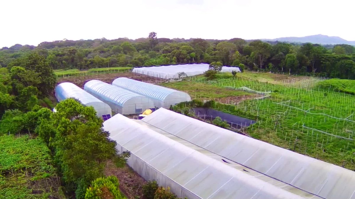 oscardomsv's tweet photo. En hortalizas, tenemos establecidas más de 2,000 estructuras con ambiente protegido para la producción, entre invernaderos y casas malla. Muchas disponen de sistemas de riego automatizado y otras cuentan con sistemas de riego mecanizado por goteo. La producción se concentra principalmente en tomate, pepino y chile, además de otros cultivos a cielo abierto, para los que se emplean semillas híbridas de alto rendimiento, resistentes o tolerantes a determinadas condiciones de temperatura, plagas y enfermedades. La incorporación de estas tecnologías ha permitido alcanzar rendimientos de hasta seis veces más por manzana en determinados cultivos.