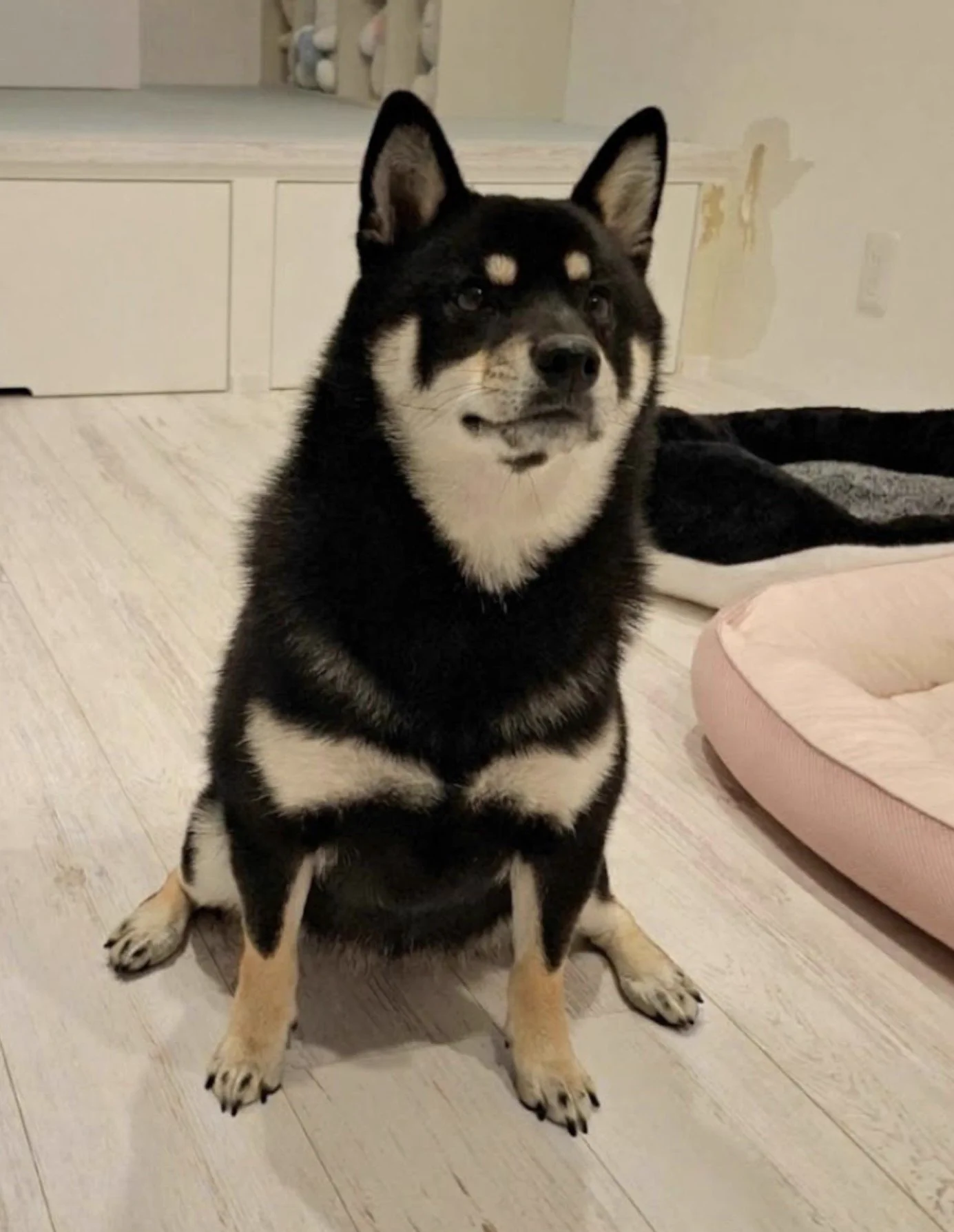 黒柴あおい🐾 on X: 