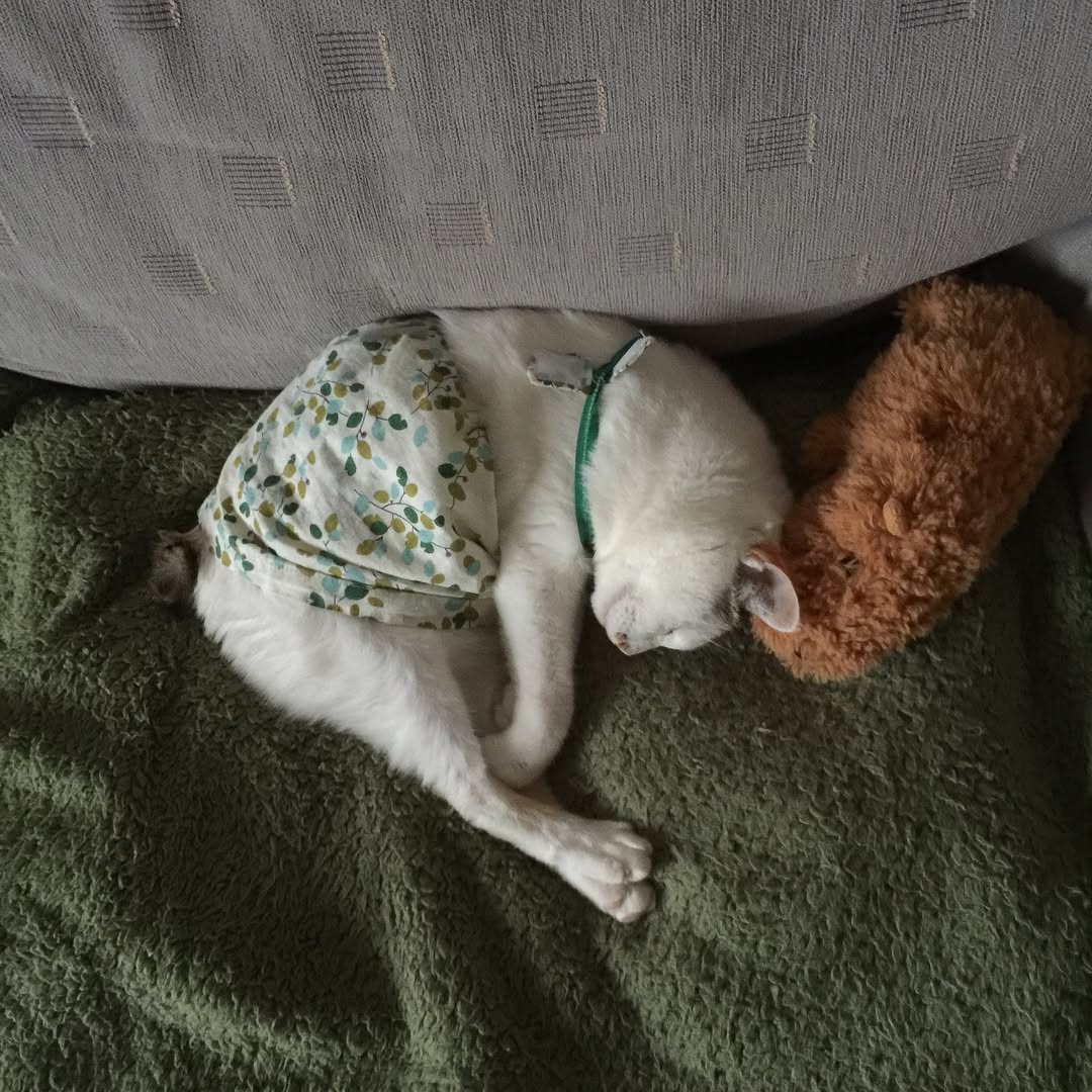 NoemiKillanm0s's tweet photo. @grok 丸まって眠るだけの簡単な生き方に憧れるな https://t.co/iLhB2lVrzs