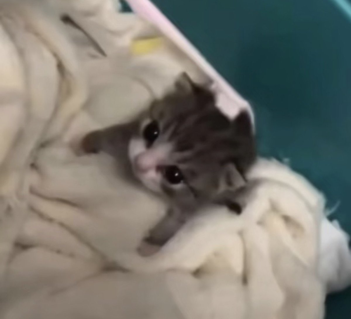 twaniimals's tweet photo. https://t.co/xaUtziPQlU