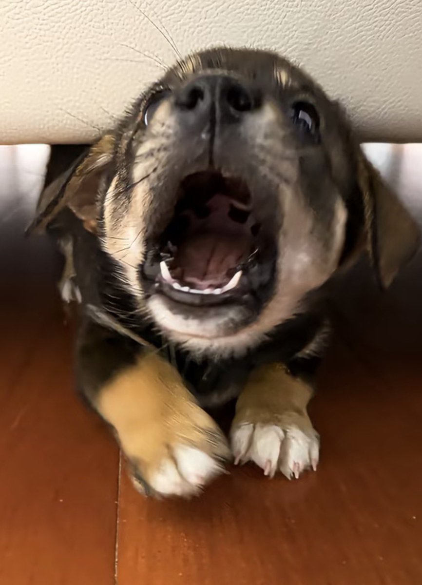 twaniimals's tweet photo. https://t.co/kVL27eN6Kg