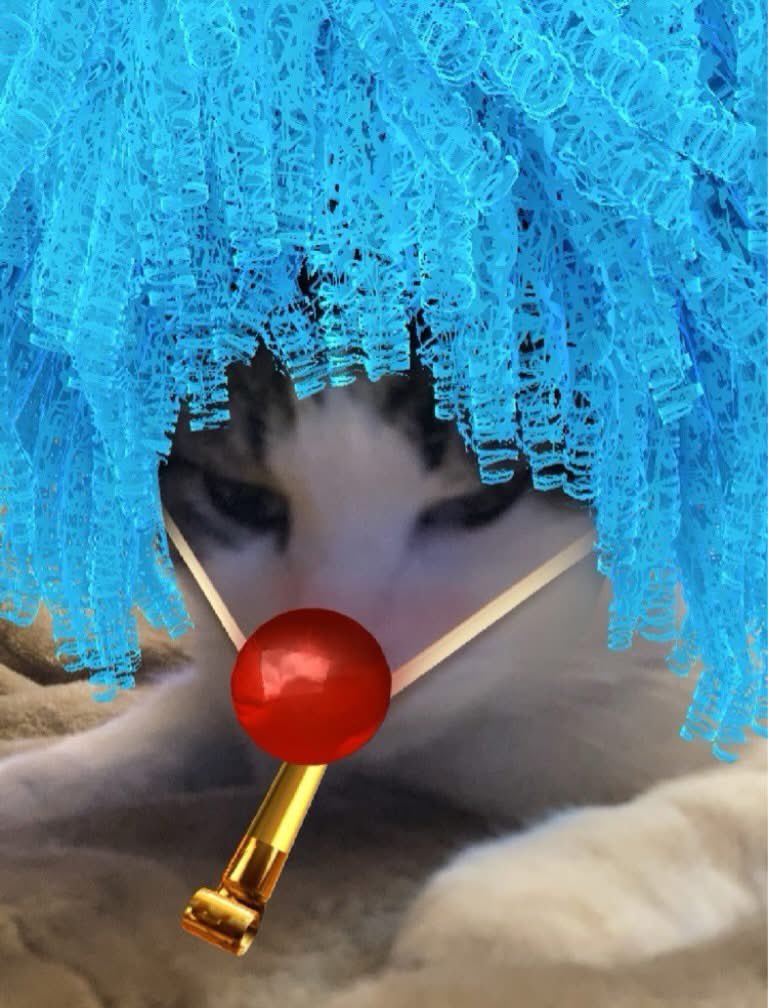 shellyshell2u's tweet photo. Curly 😺 #catselfie #cats_of_instagram #catsofinstagram #catstagram #cats_of_world #catsoftheday #instacat #catsofig #catsoftwitter #catsofbluesky #cat #cats #snapchat #curlythecat https://t.co/8XBcuLsuTp