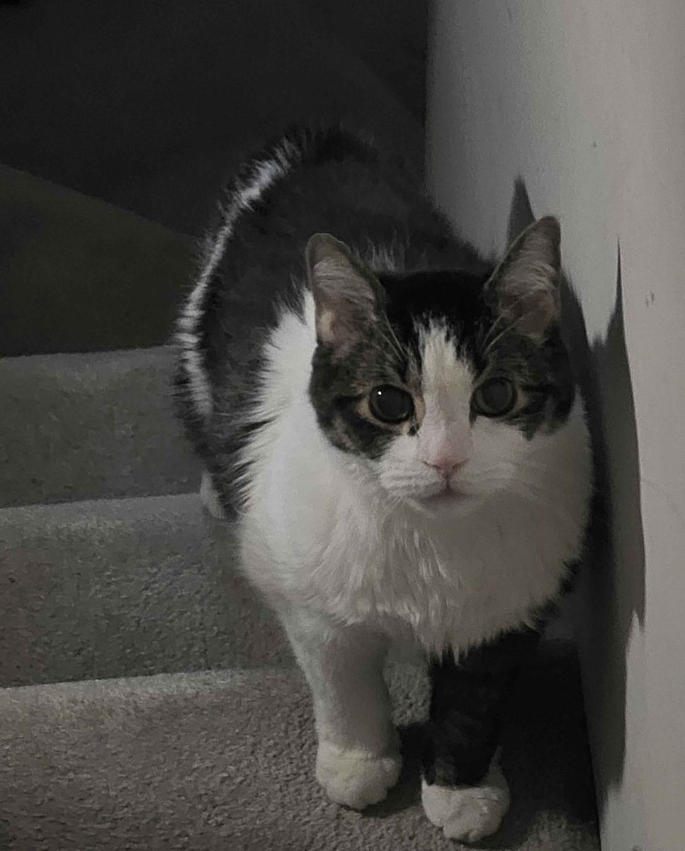 harriVT's tweet photo. guess who decided to flip his litter box over today https://t.co/4PJypsj0JQ