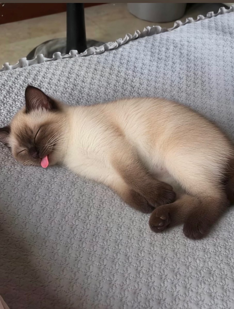 CatMeowkingdom's tweet photo. https://t.co/Ur4JxAOVUo