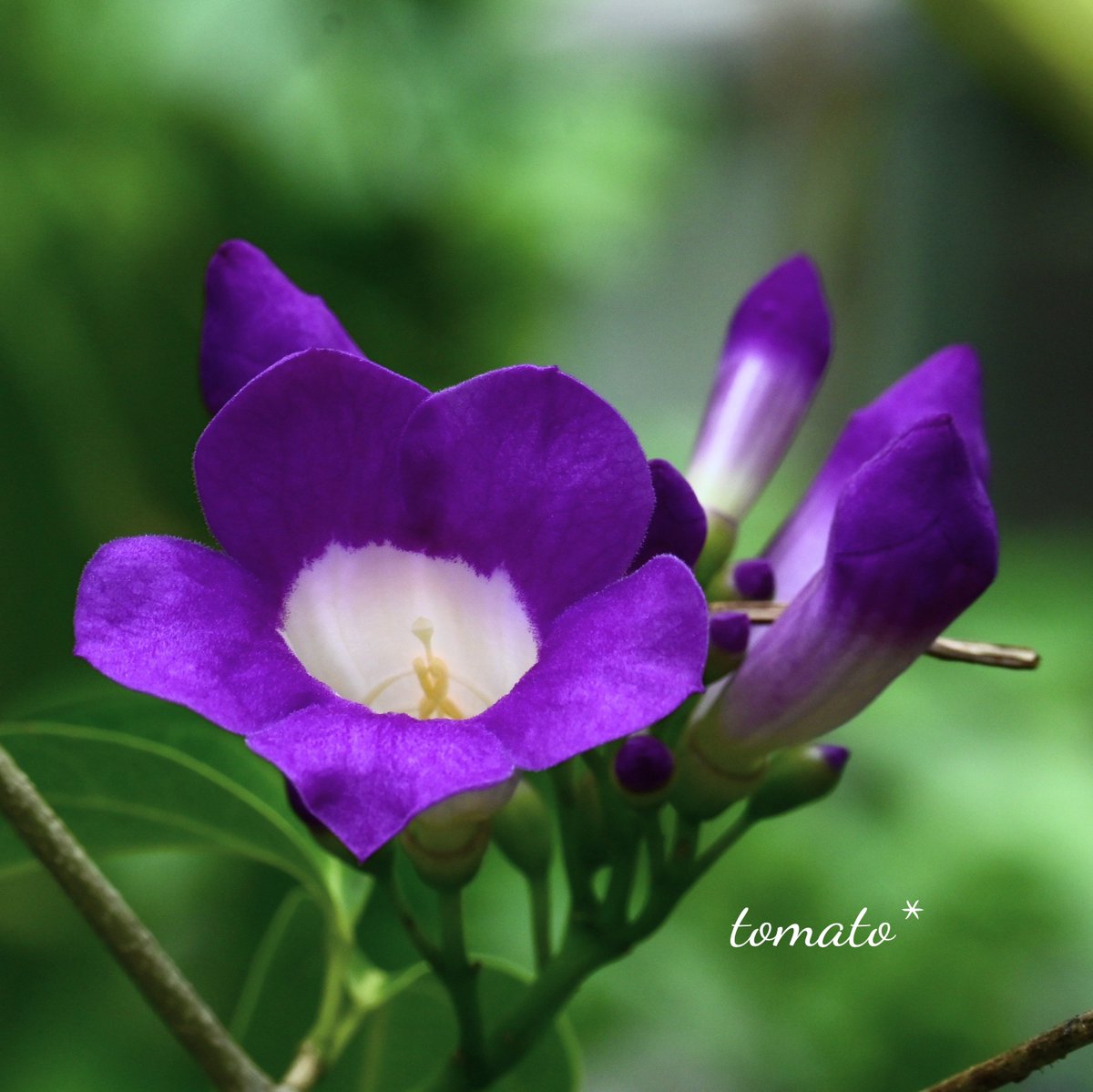 awa1m's tweet photo. #花好きな人と繋がりたい

揉むとニンニクの香り𓈒𓂂𓏸 
       茎も花も香りがしますが
              特に葉っぱの香りは
                                 強いそうです

近づいて見てるだけなら
ニンニクの香りはしません
目にも鮮やかな色でしょ👀✨
#ニンニクカズラ https://t.co/MLV39thKeg