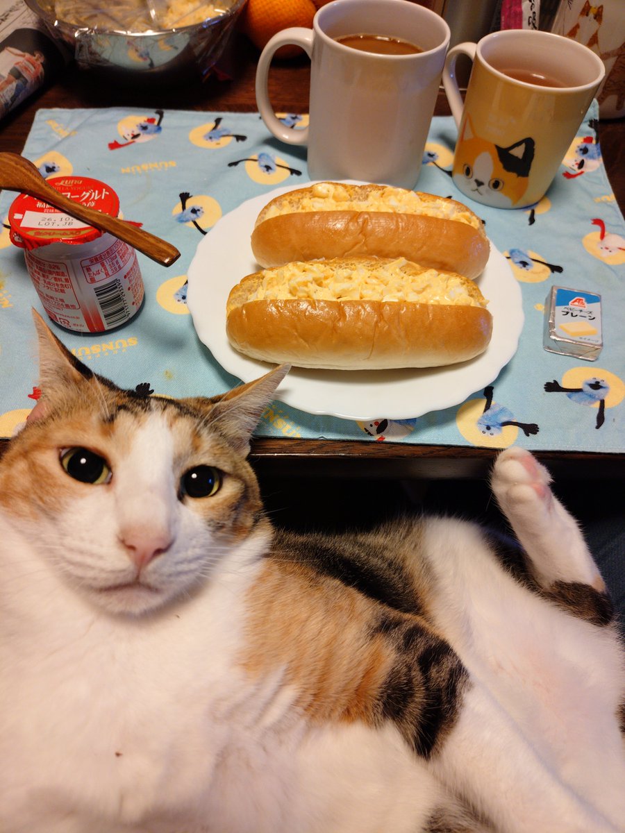 kawaii_nekoniko's tweet photo. 朝ごはんたまごサンドたべました https://t.co/cyNXvHzIHk