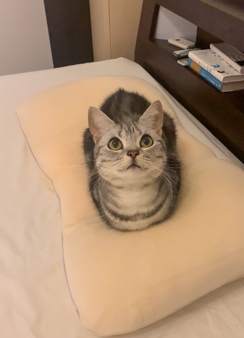 cat_anko3's tweet photo. ←主の枕を自分の枕だと主張する時　
しない時→ https://t.co/0WbjRjnkBg