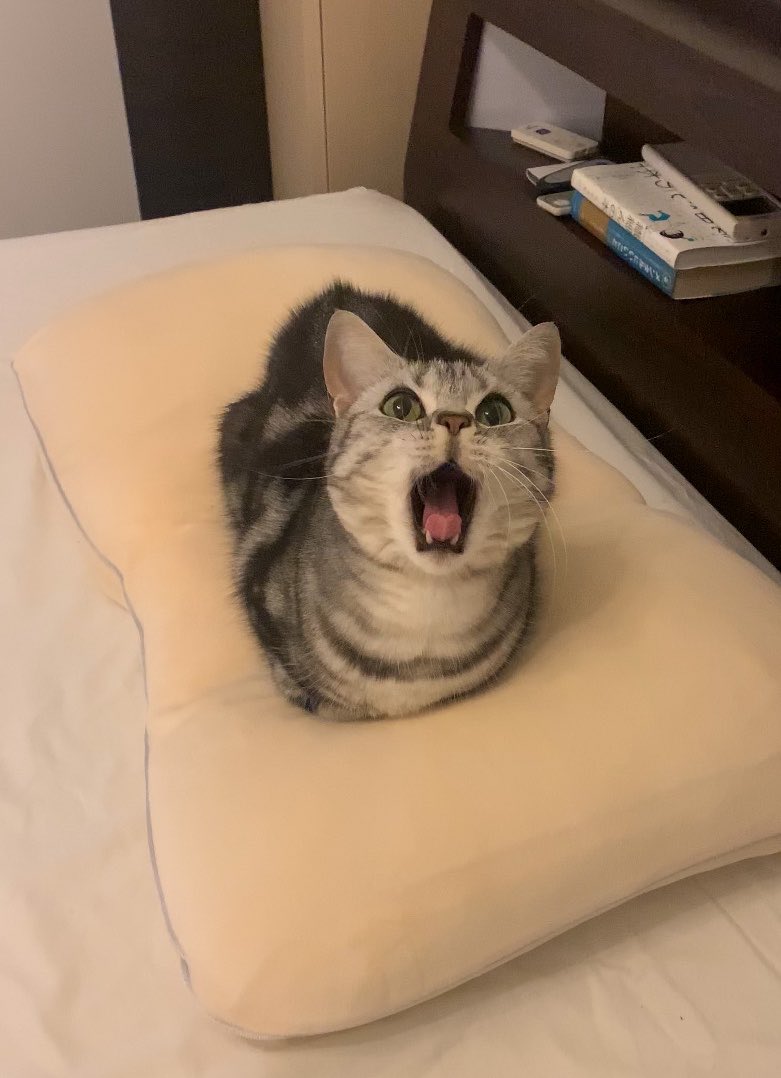 cat_anko3's tweet photo. ←主の枕を自分の枕だと主張する時　
しない時→ https://t.co/0WbjRjnkBg