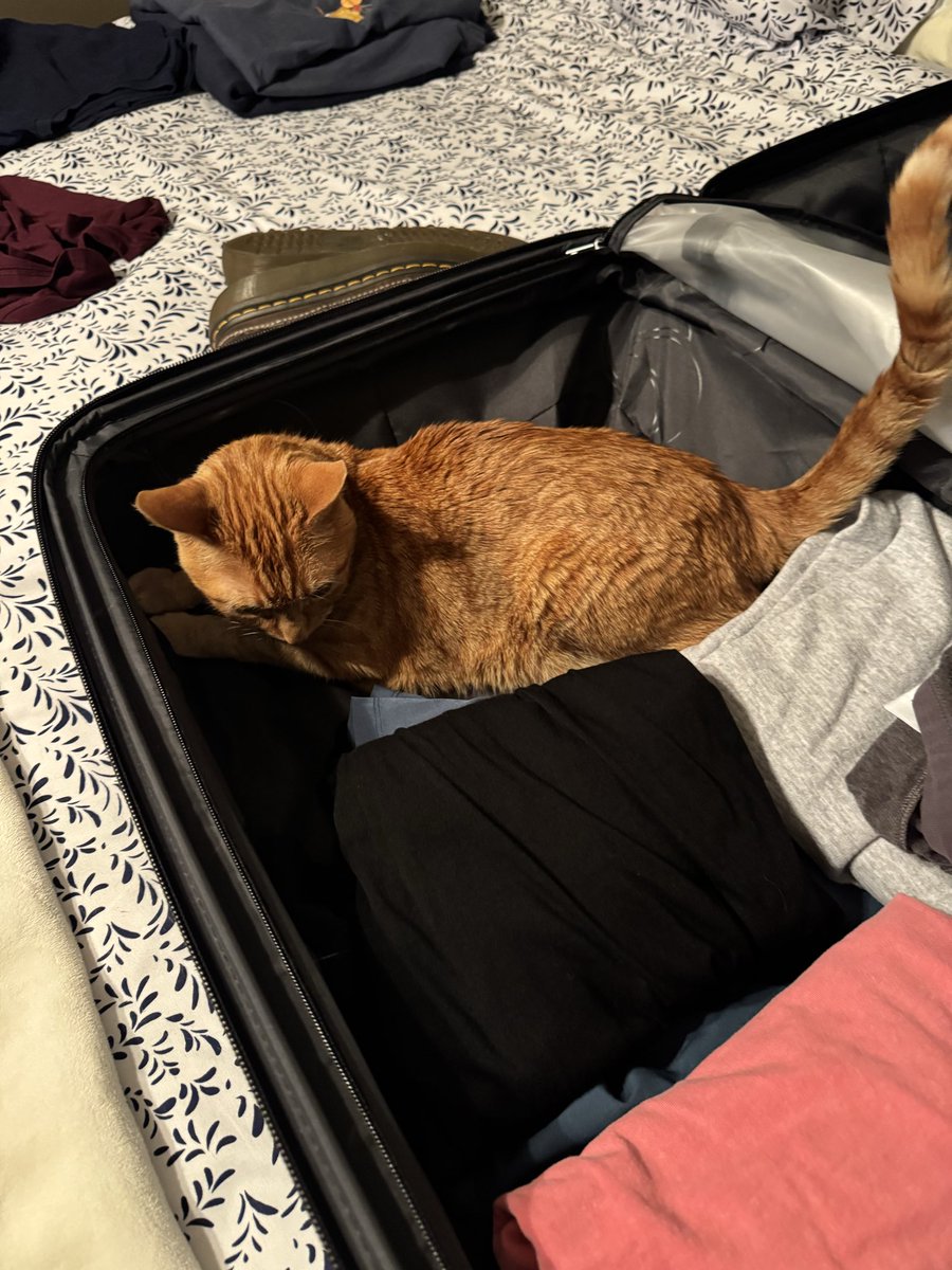 listentothepep's tweet photo. well hello little kitty no you can’t be packed in suitcase i’m so sorry :((( https://t.co/zFnno3XQgp
