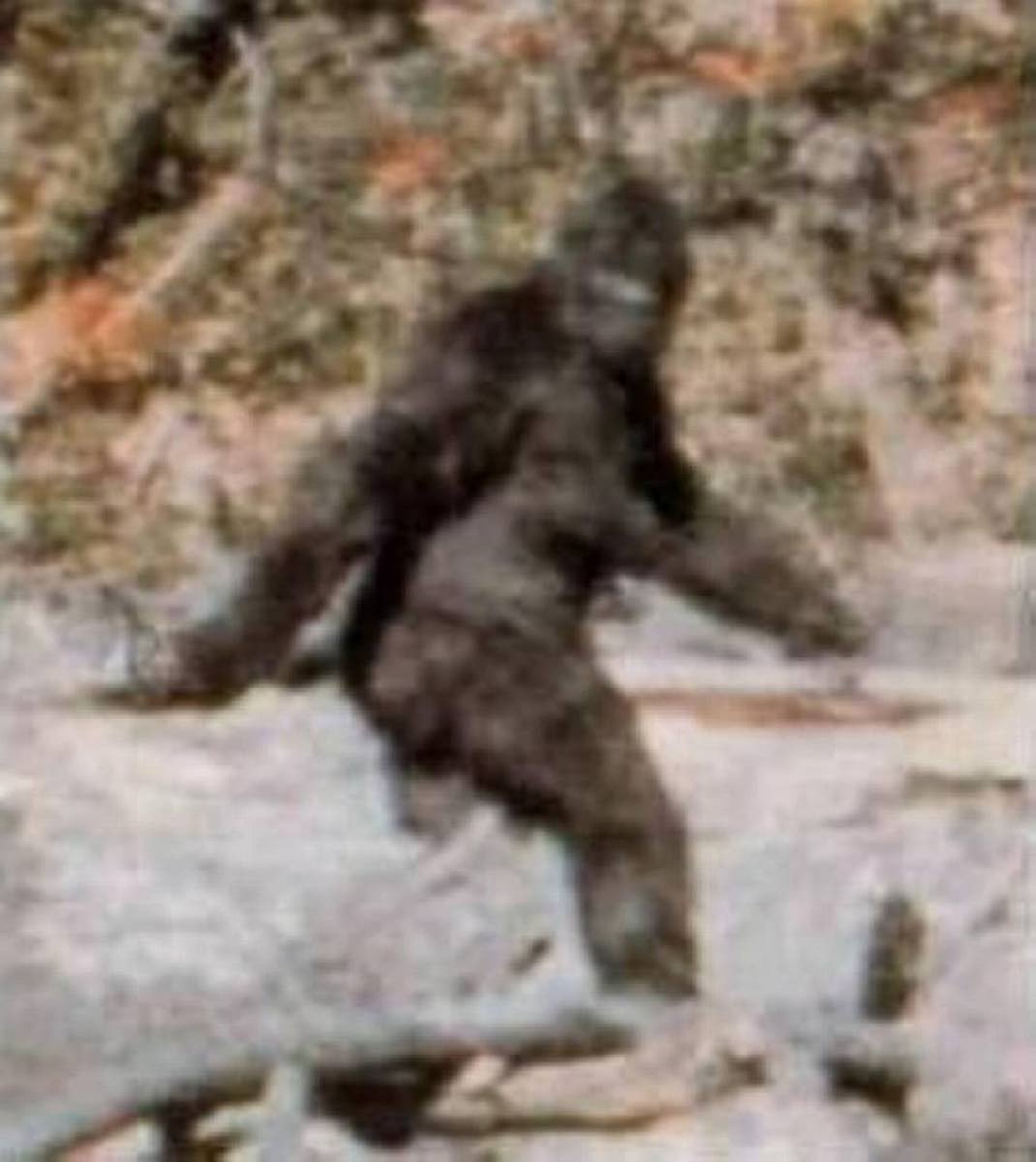 Pickuptruckdude's tweet photo. Left is a frame from the Bigfoot Rehersal Footage
Right is the Bigfoot from the 1967 Patterson–Gimlin film https://t.co/pKeHFkI1dx