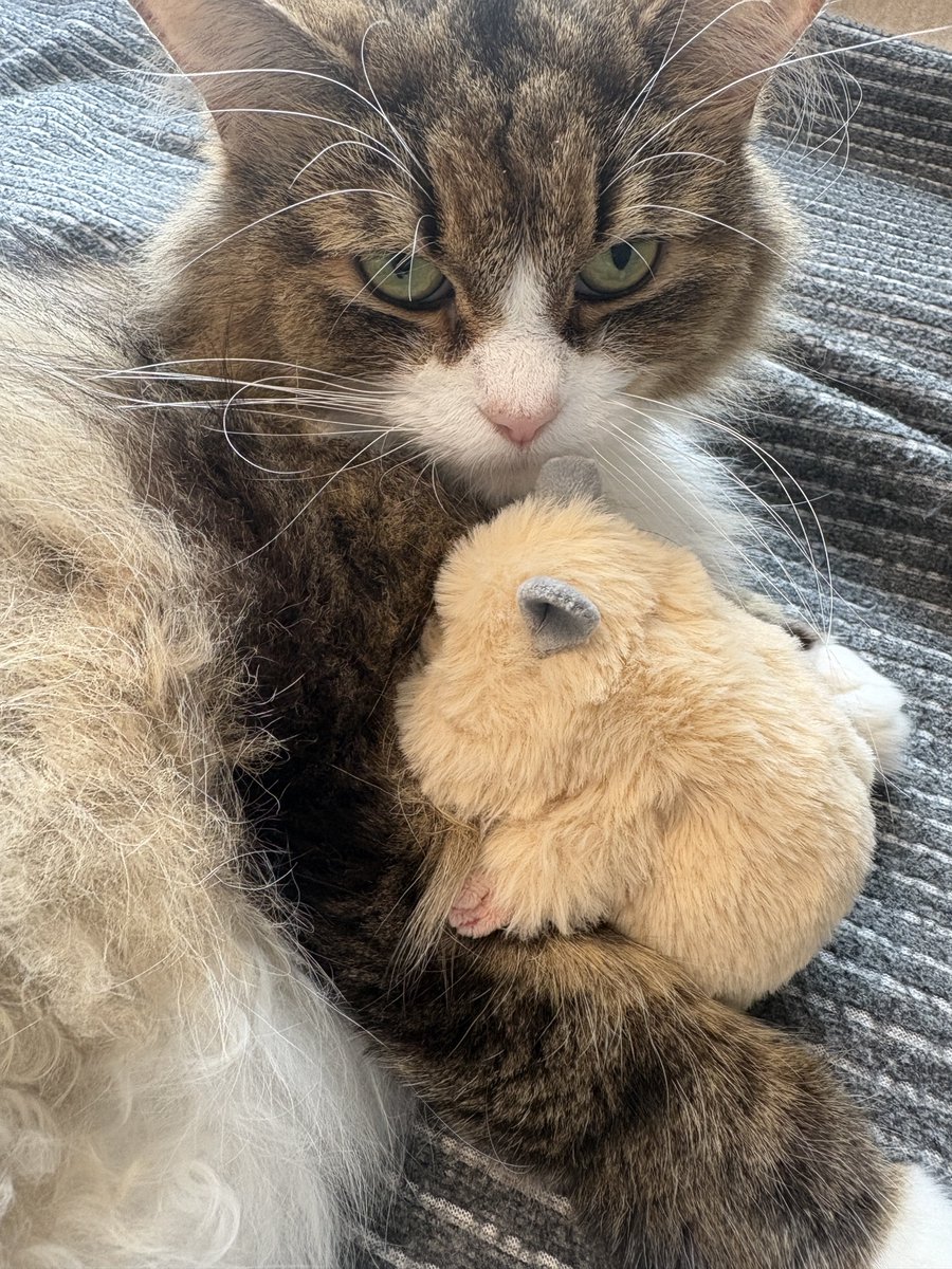 23ofumi0's tweet photo. ハム🐹だって
しんどい時は
猫を吸う

【わらび 心の俳句】

 #はむにぎり
 #猫吸い https://t.co/gBz5yQrlcT