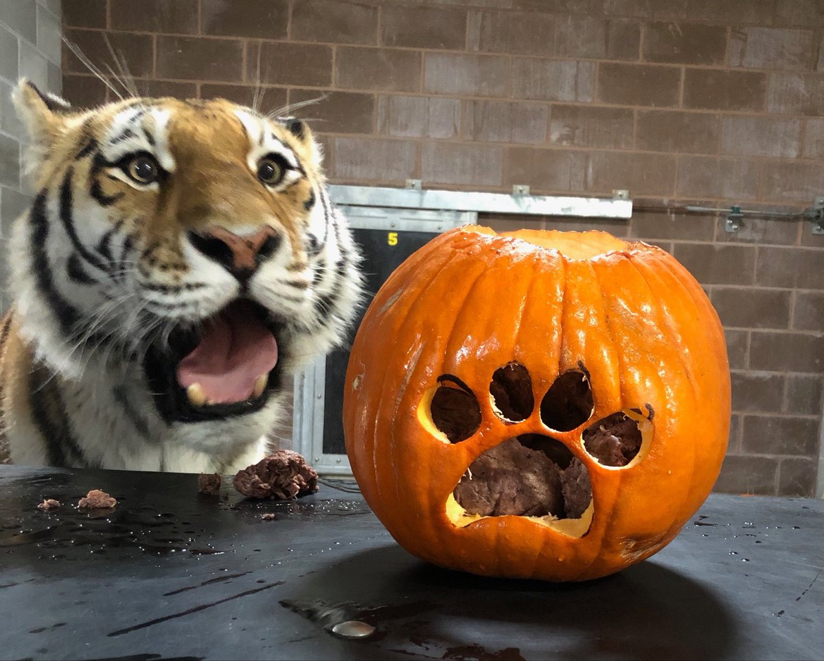 gougaronline's tweet photo. the pumpkin of elation and excitement https://t.co/ZAOFS1JYzK