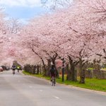 Photo by Janice Hough (@leftcoastbabe)