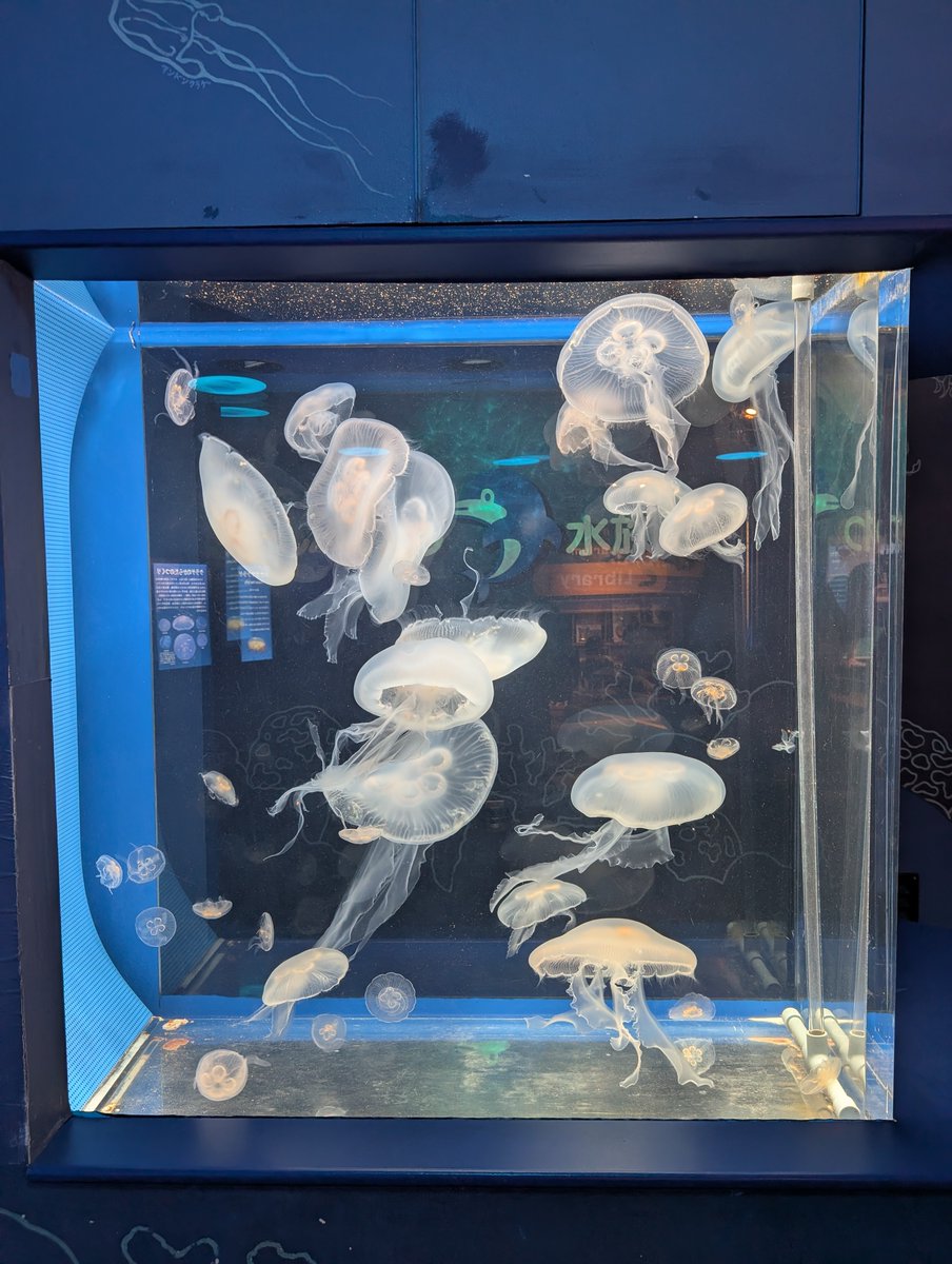 UtanobuAomiya's tweet photo. 学パロ
スズレト（レトスズ）
久しぶりに行ったらクラゲがでかくなっていたので。しながわ水族館に行こう！
#アクおどあーと
（再掲） https://t.co/w9bxaEZa8E