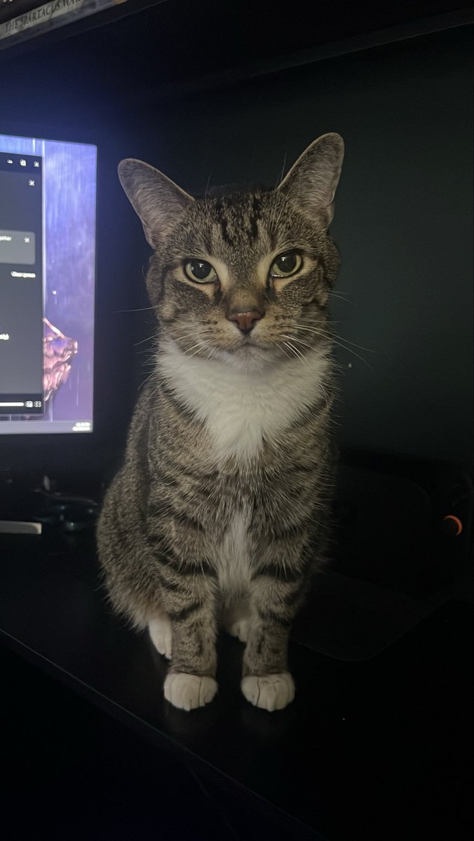 ripthedodobirds's tweet photo. do NOT make eye contact with the creature he will bug you for all of eternity. he knows no bounds, will get as close as possible. he would crawl in your skin if he could https://t.co/of4i4kYgcS