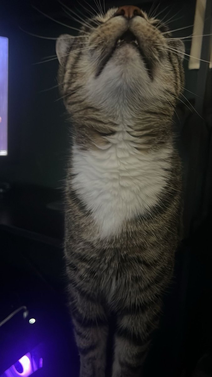 ripthedodobirds's tweet photo. do NOT make eye contact with the creature he will bug you for all of eternity. he knows no bounds, will get as close as possible. he would crawl in your skin if he could https://t.co/of4i4kYgcS