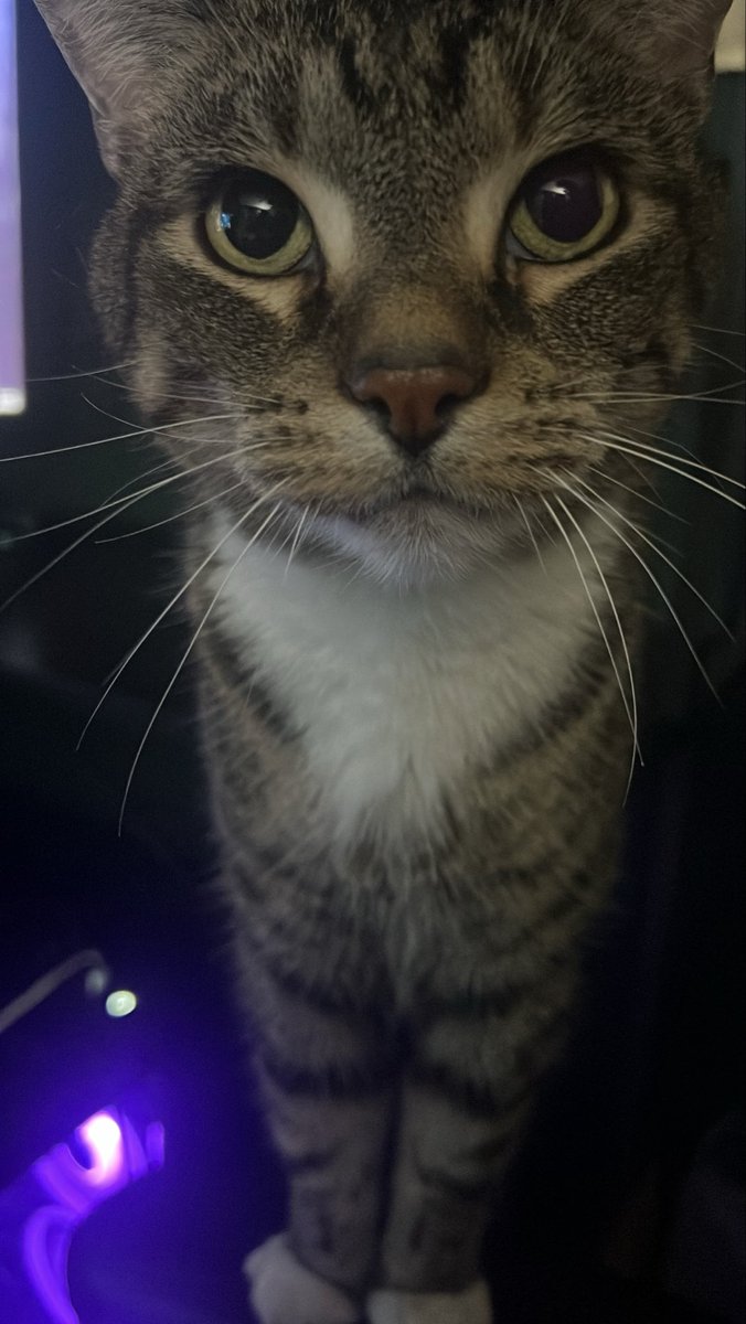 ripthedodobirds's tweet photo. do NOT make eye contact with the creature he will bug you for all of eternity. he knows no bounds, will get as close as possible. he would crawl in your skin if he could https://t.co/of4i4kYgcS